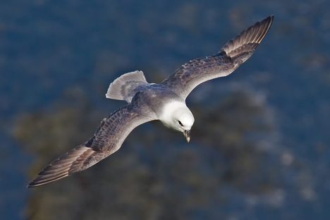 The Northern Fulmar is one of the birds that commonly nests on Prince Leopold Island.