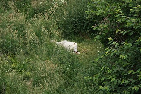Les Loups du Gevaudan