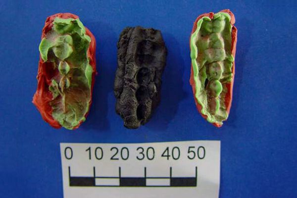 9,500-year-old chewed-up birch bark contains the DNA of ancient Scandinavian hunter-gatherers.