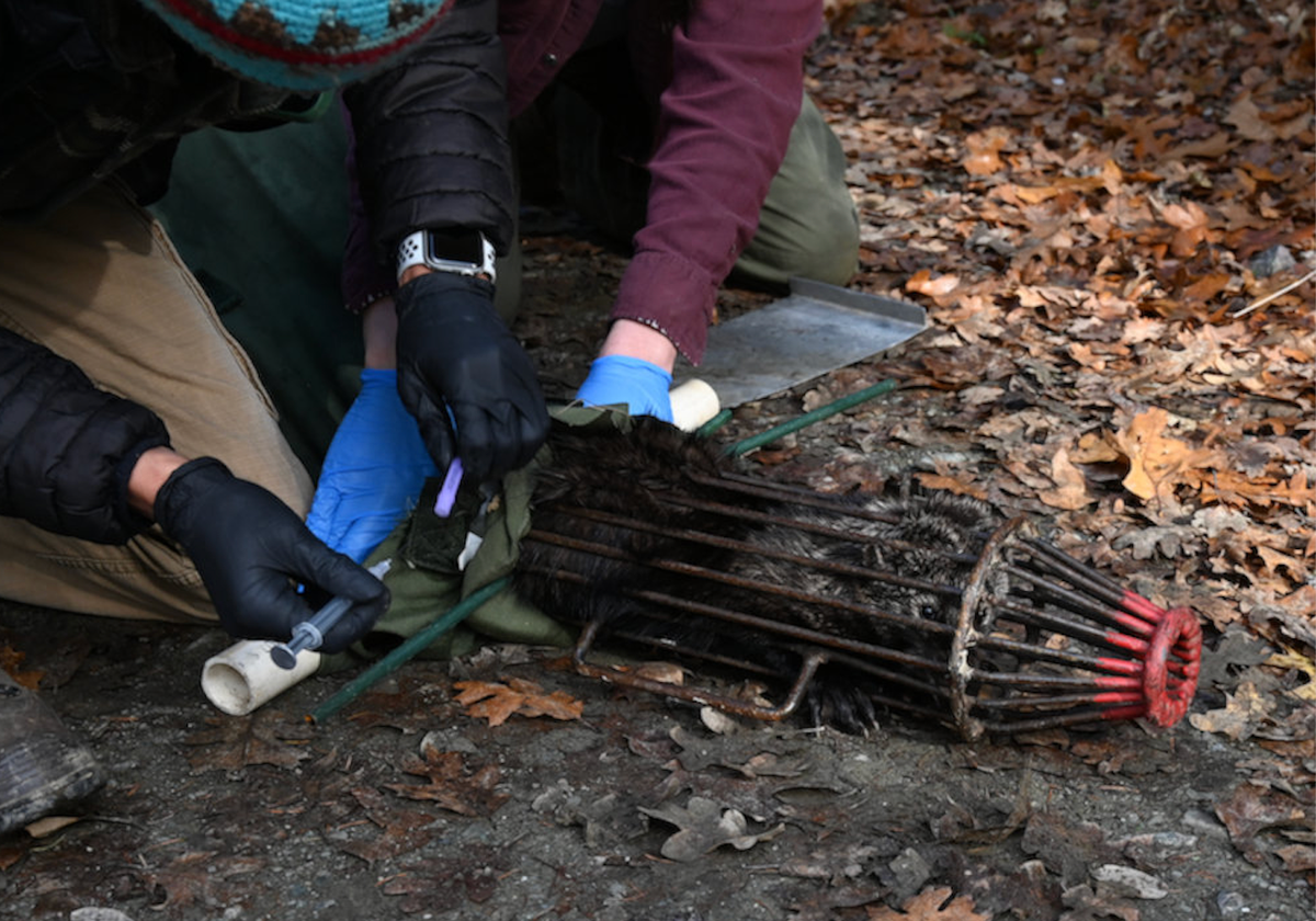 Colegrove and Horan sedate the young fisher after transferring her from the trap to narrow metal cone.
