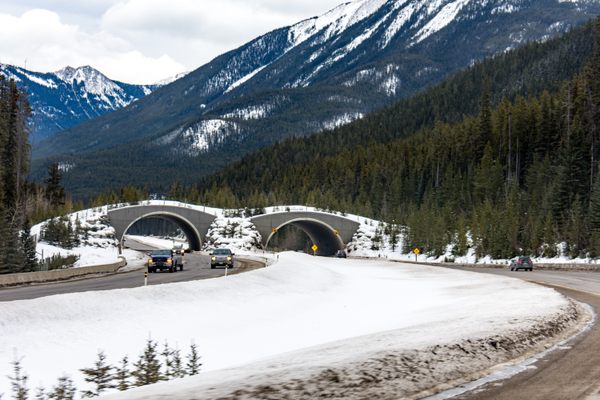 In Banff, animals can use overpasses that are designed to mimic the landscape. 