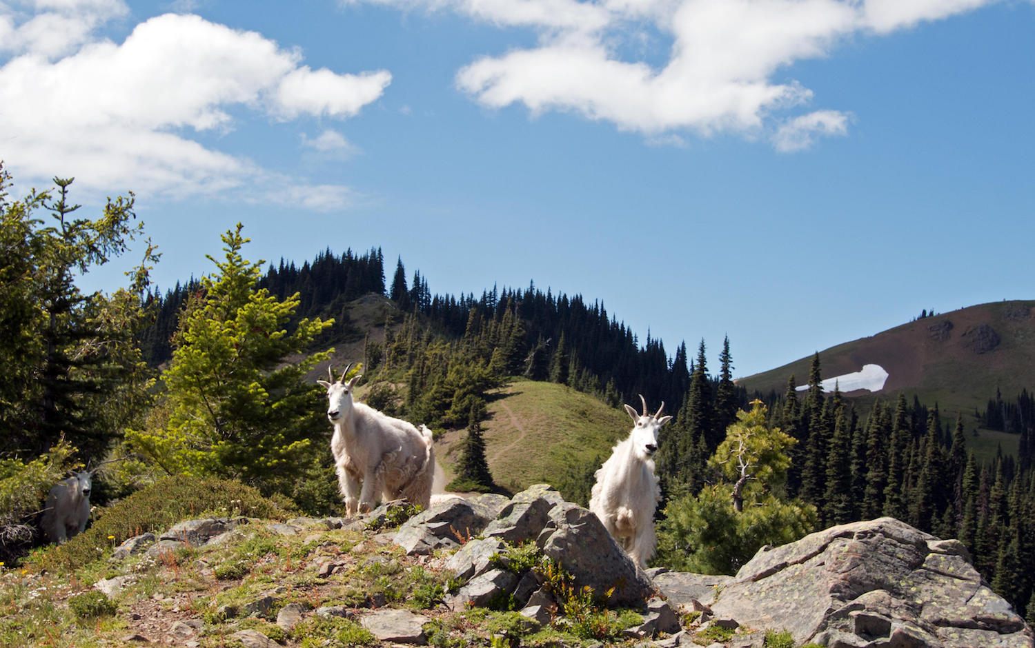 The Adventures and Trials of Jack, Scat-Sniffing Superdog - Atlas Obscura