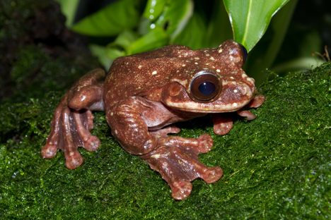 A Frog from Panama Just Went Extinct