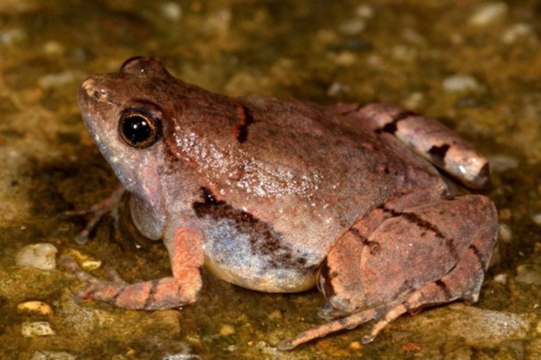 Small tree frog on moss covered stone