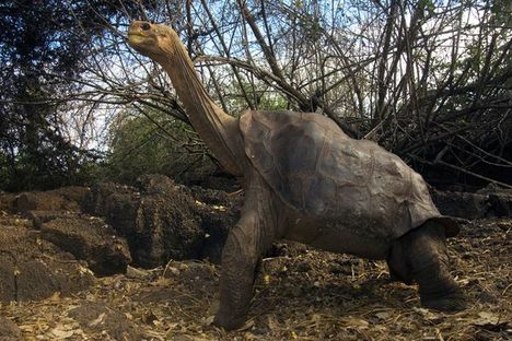 Lonesome George