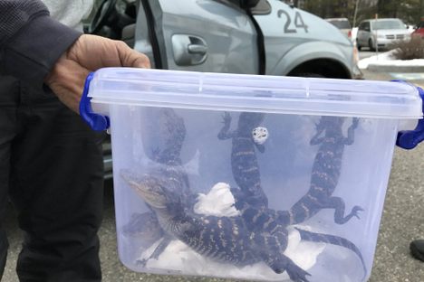 Found: 5 Baby Alligators in Maine