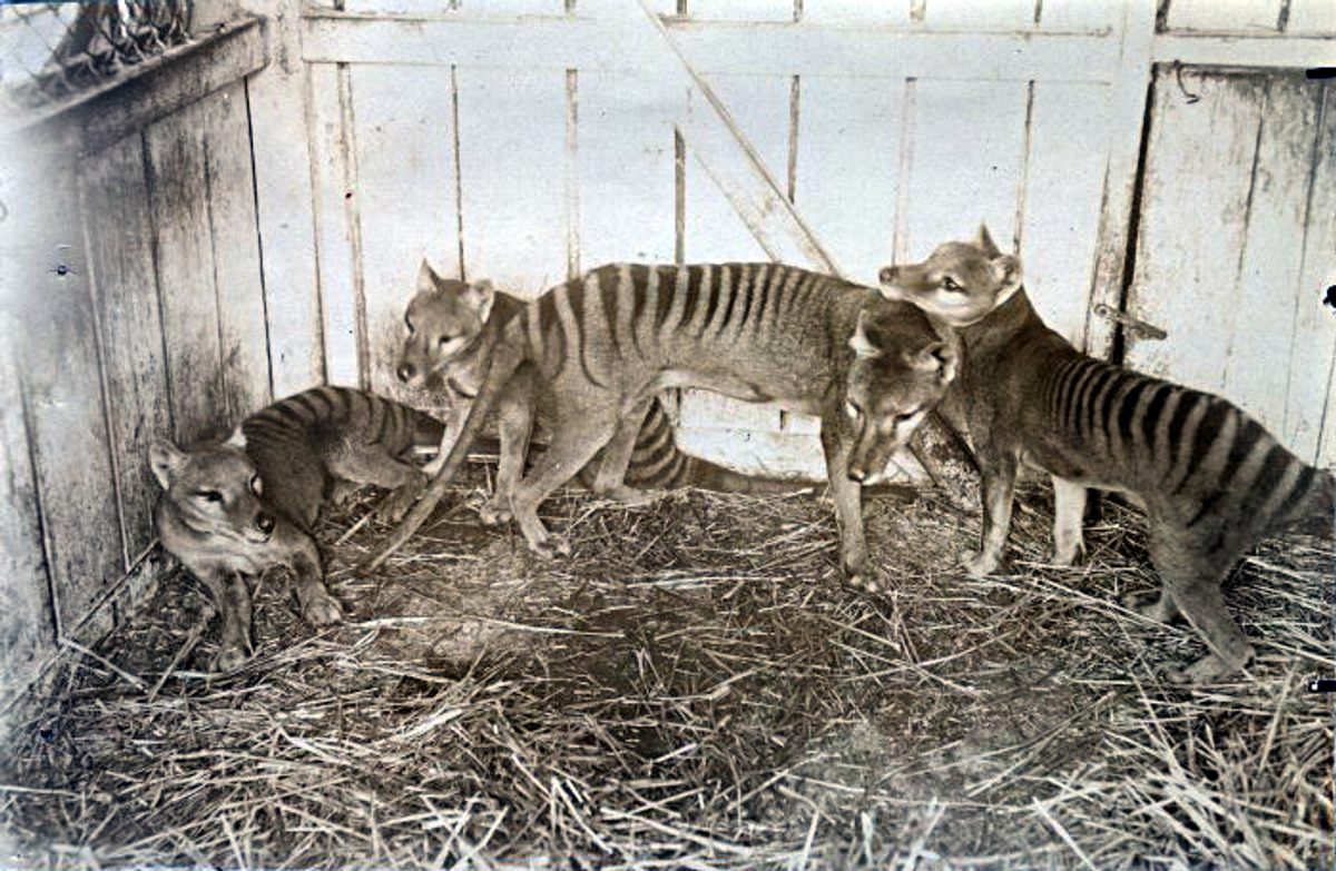 The Tasmanian wolf (or thylacine) went extinct in 1936, but Freeman thinks the carnivorous marsupial is the cryptid most likely to be rediscovered.