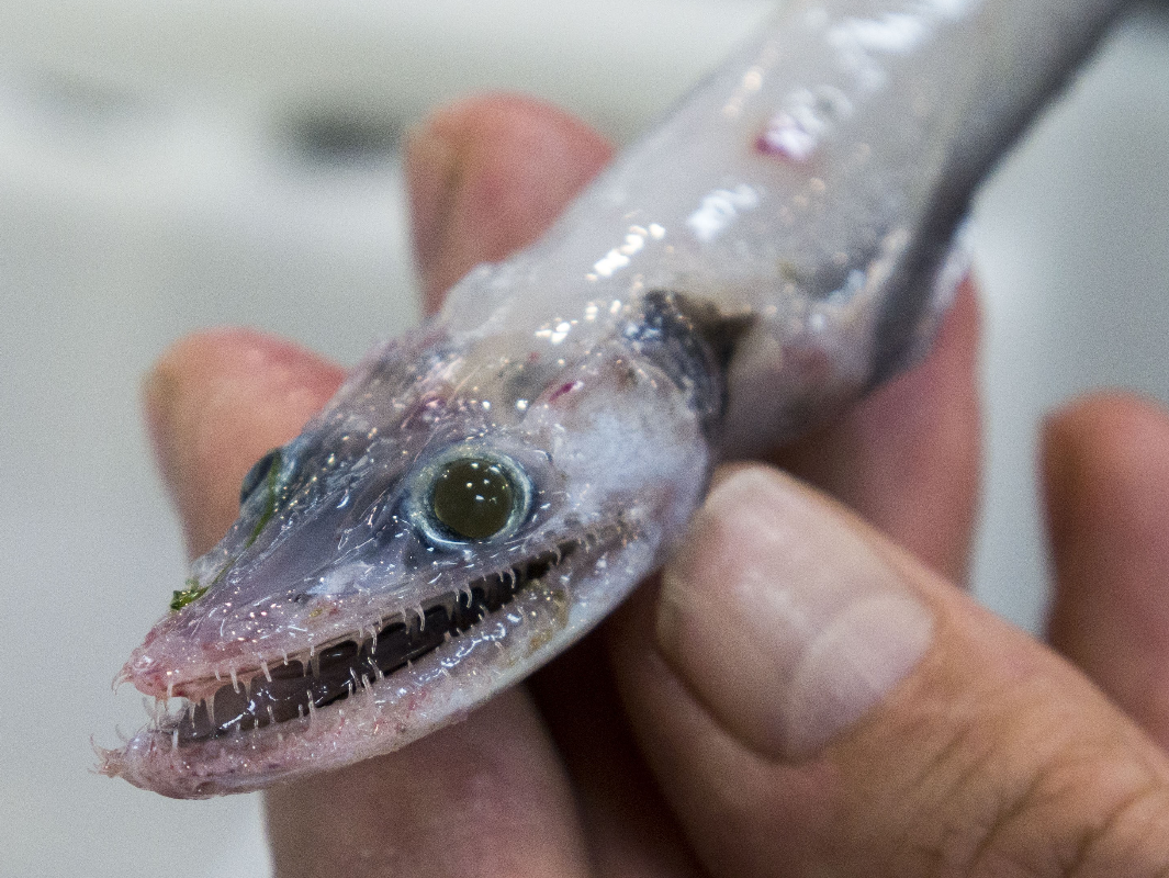 Found: A Rare Example of the Toothy Deep-Sea Lizard Fish - Atlas Obscura