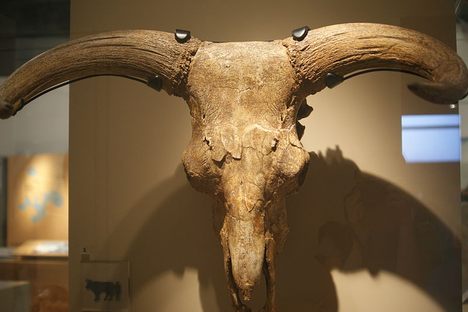 The auroch's skull on display at the Museum of London.