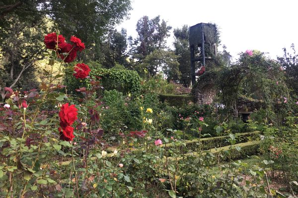 The rose garden.