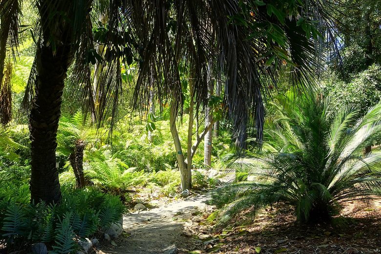 A dirt path winds through a lush botanical garden filled with palm trees, ferns, and dense tropical foliage.
