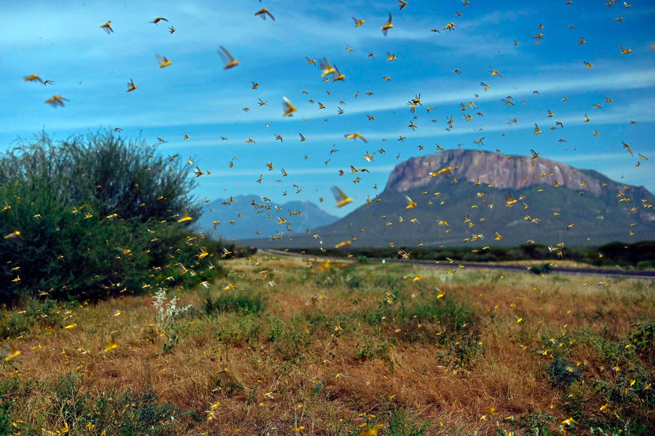A swarm of locusts in Samburu county, approximately 186 miles north of Nairobi, Kenya, on January 22. 