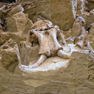 Hot Springs Mammoth Site