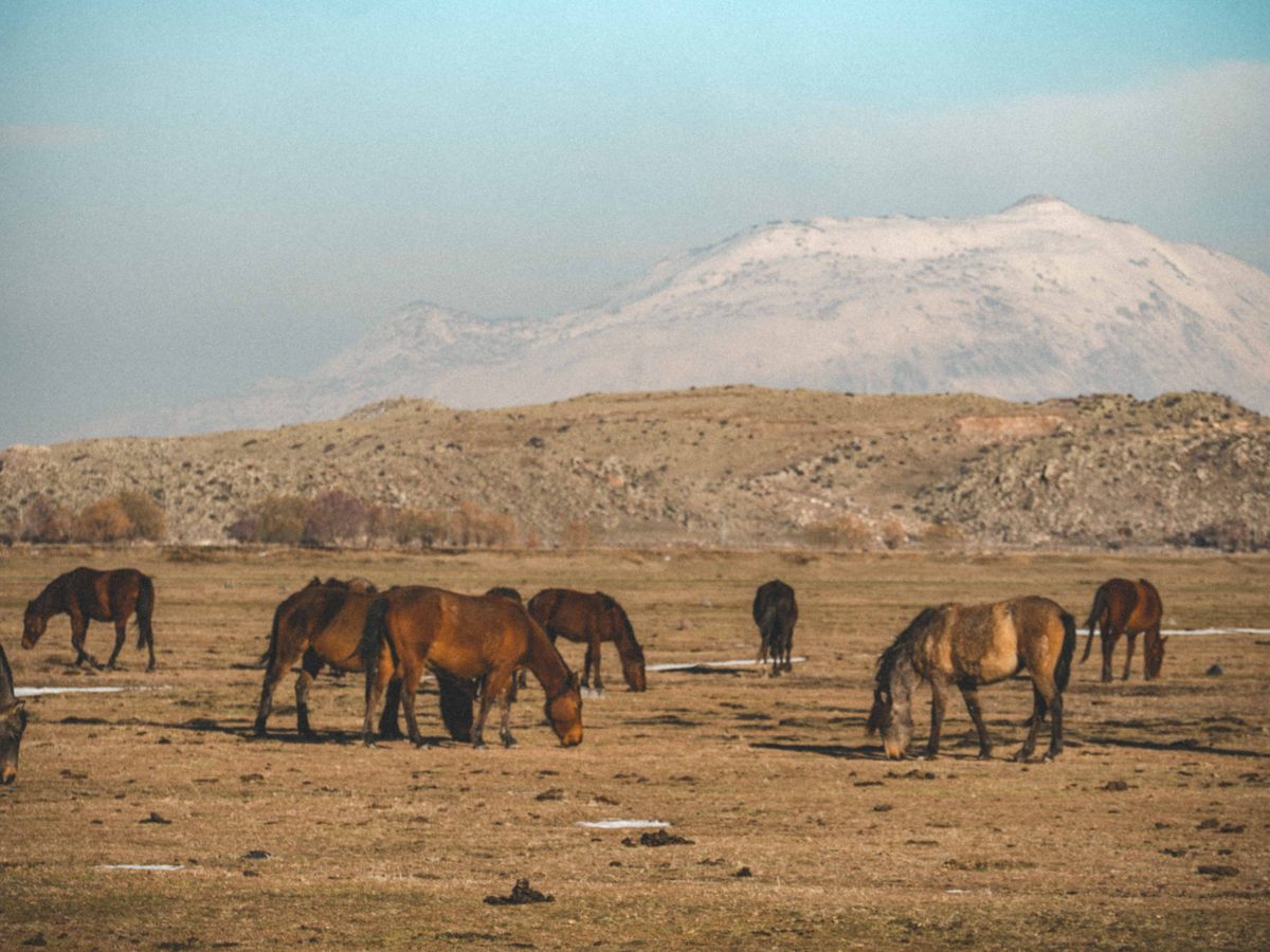 The horses fan out across the plains.