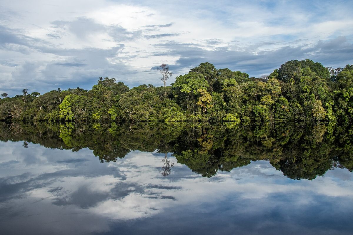 Jaú National Park, a nearly six million-acre national park in northwestern Brazil, still holds many secrets, including yet-to-be-discovered species. 