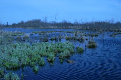 Whitefish Island ponds