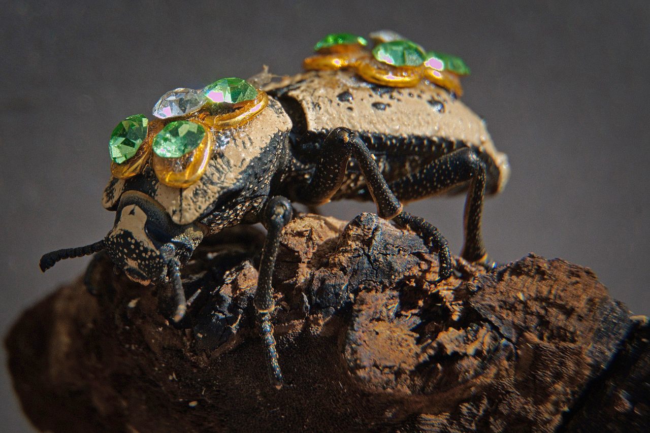 These industrious beetles can live up to a few years without food, and rarely need water, making them unfortunately easy pets. 