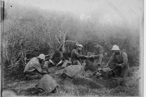 A group of men prepares to butcher Galapagos tortoises.* 