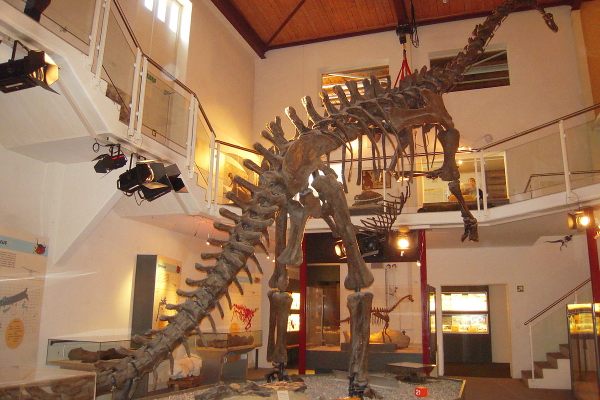 Diplodocus skeleton.