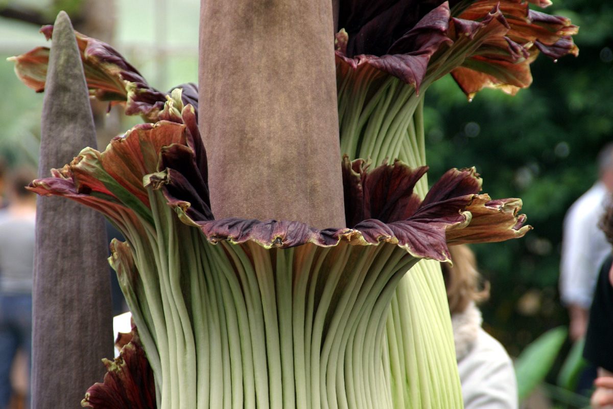 A corpse flower blooming at a botanic garden in Bonn, Germany, in 2006.