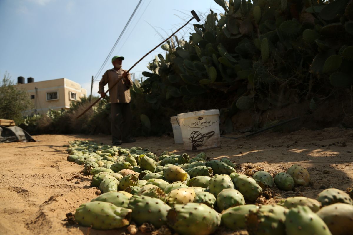 Palestinian farmers collect cactus fruit in the southern Gaza Strip in 2017.