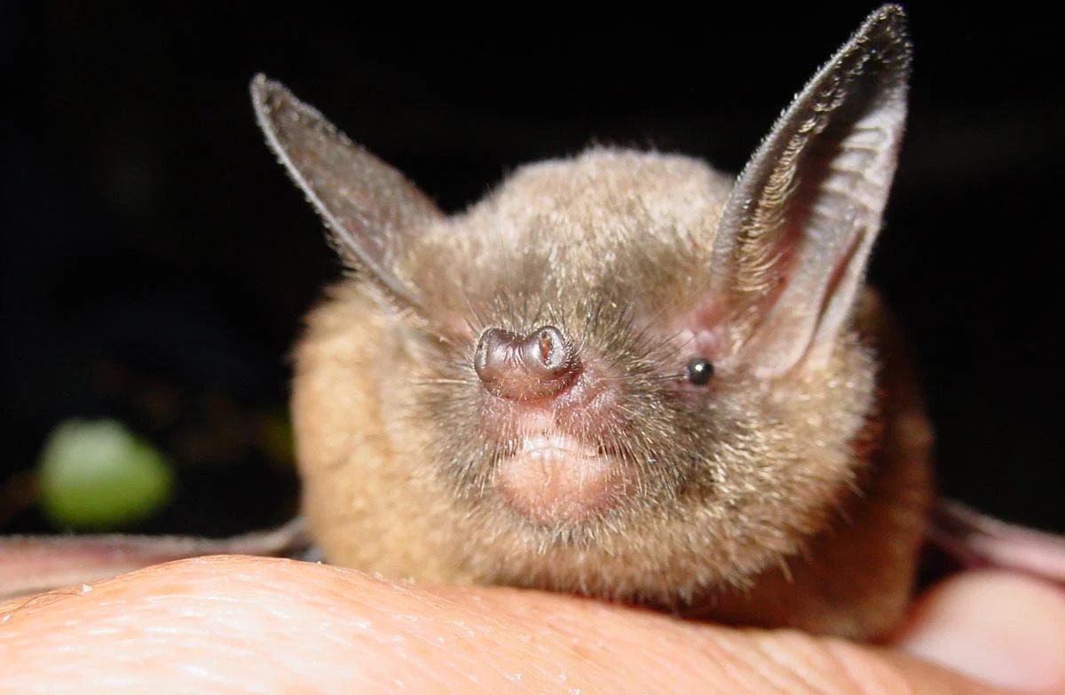 The pekapeka-tou-poto, found only in New Zealand, is also known as the lesser short-tailed bat.