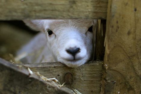 Imbolc, Groundhog Day, and Brigantia All Celebrate the Coming Spring