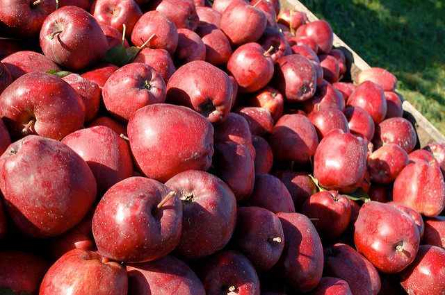 A barrel of bemoaned Red Delicious apples.