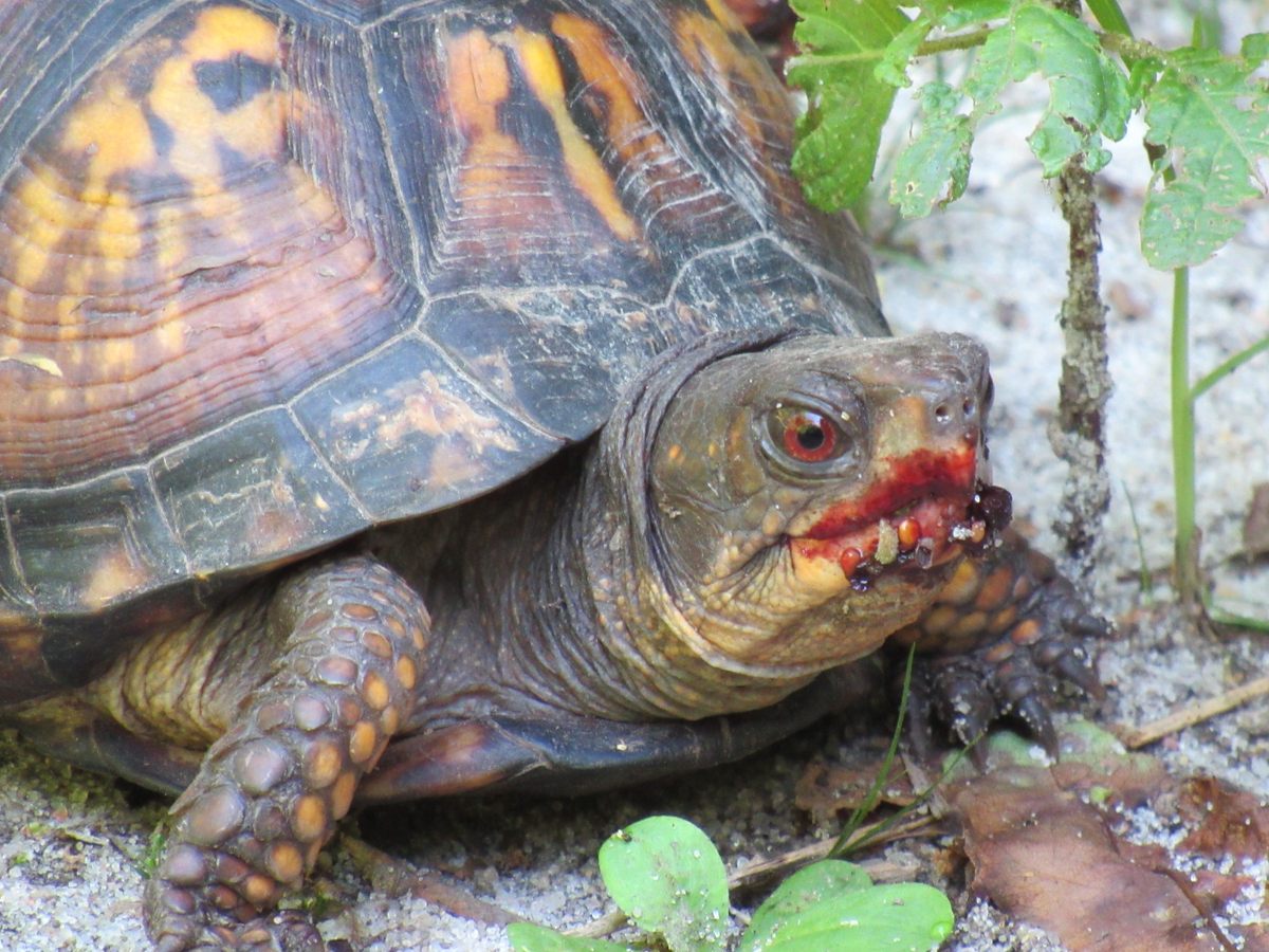 Liz Tymkiw's photograph of a box turtle after eating some berries, at the Brownsville Preserve near Nassawadox, Virginia.