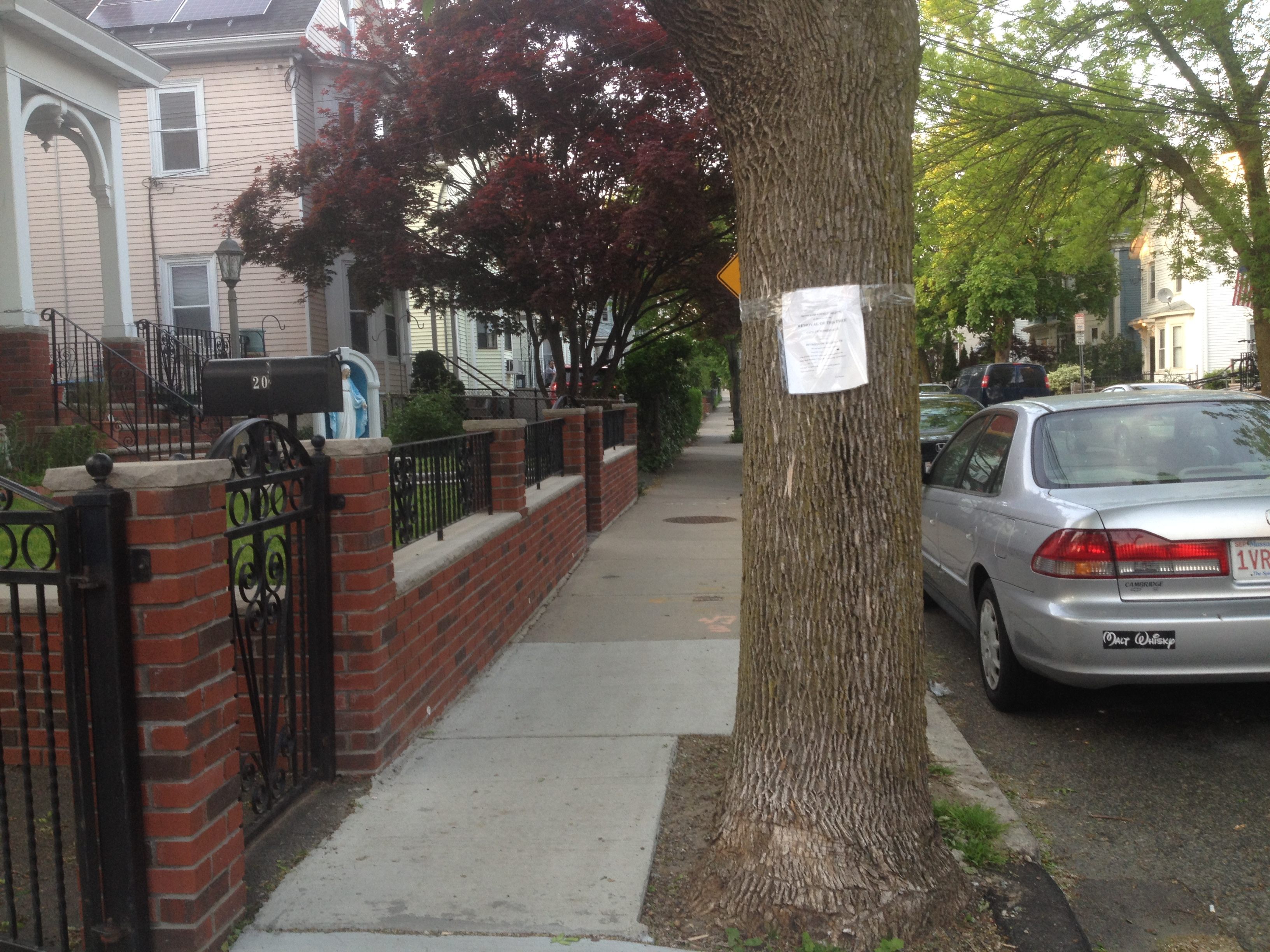 A tree on trial in Somerville.
