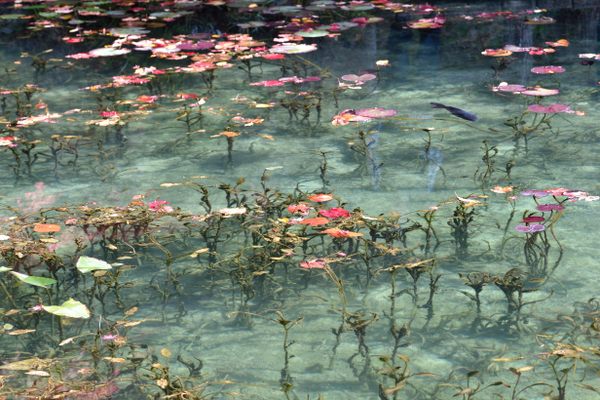 Monet’s Pond.