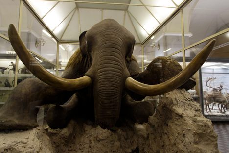 Berezovsky Mammoth