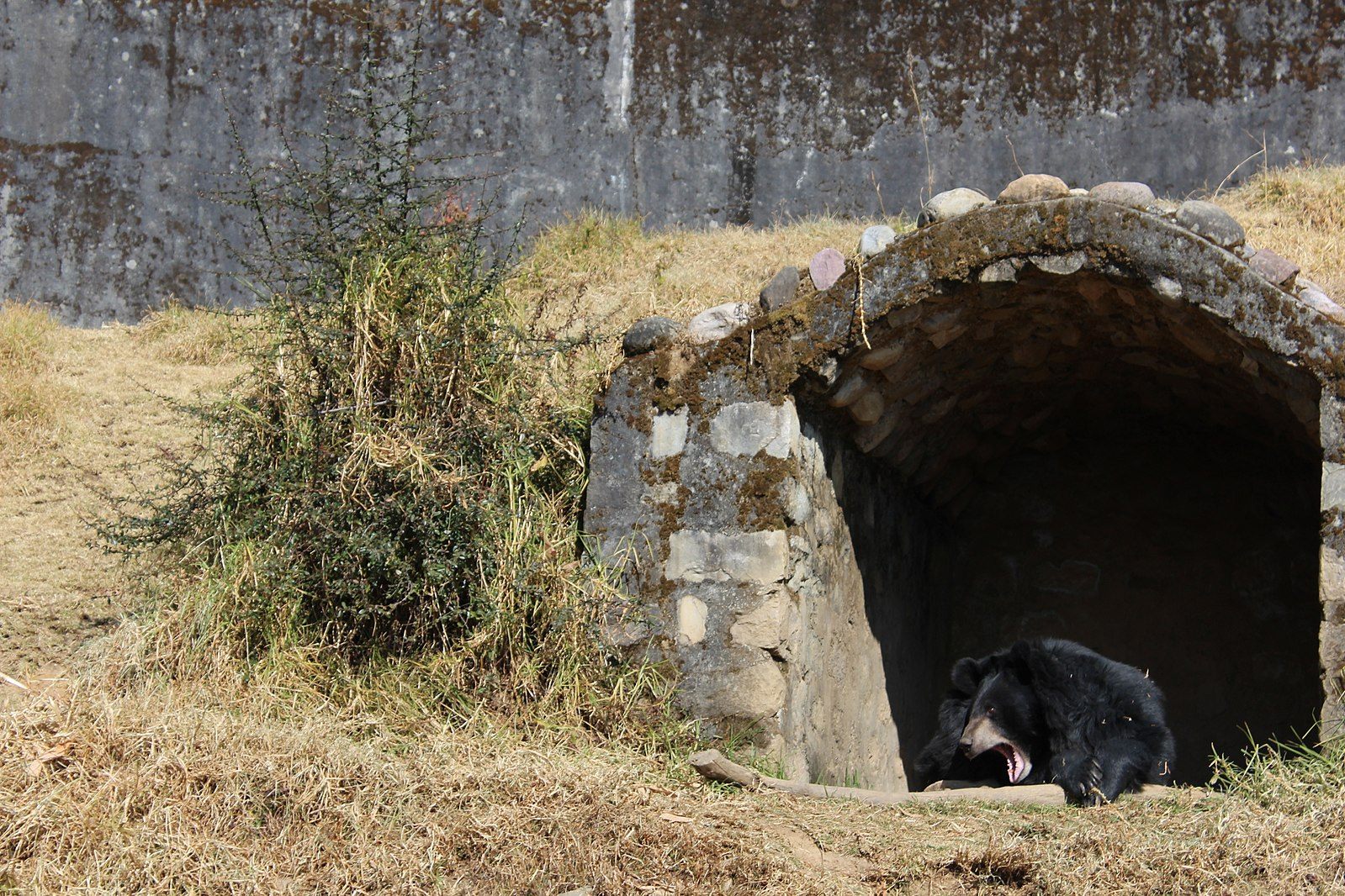 A bear wakes up at the Nainital Zoo in India.