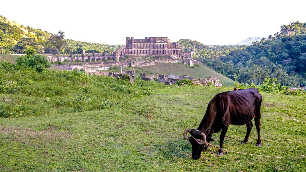 About five miles south of the site of Puerto Real, where mountains rise from the grasslands of Plaine-du-Nord, a cow grazes in front of Sans Souci Palace, built in 1813 and awarded UNESCO World Heritage status in 1982.