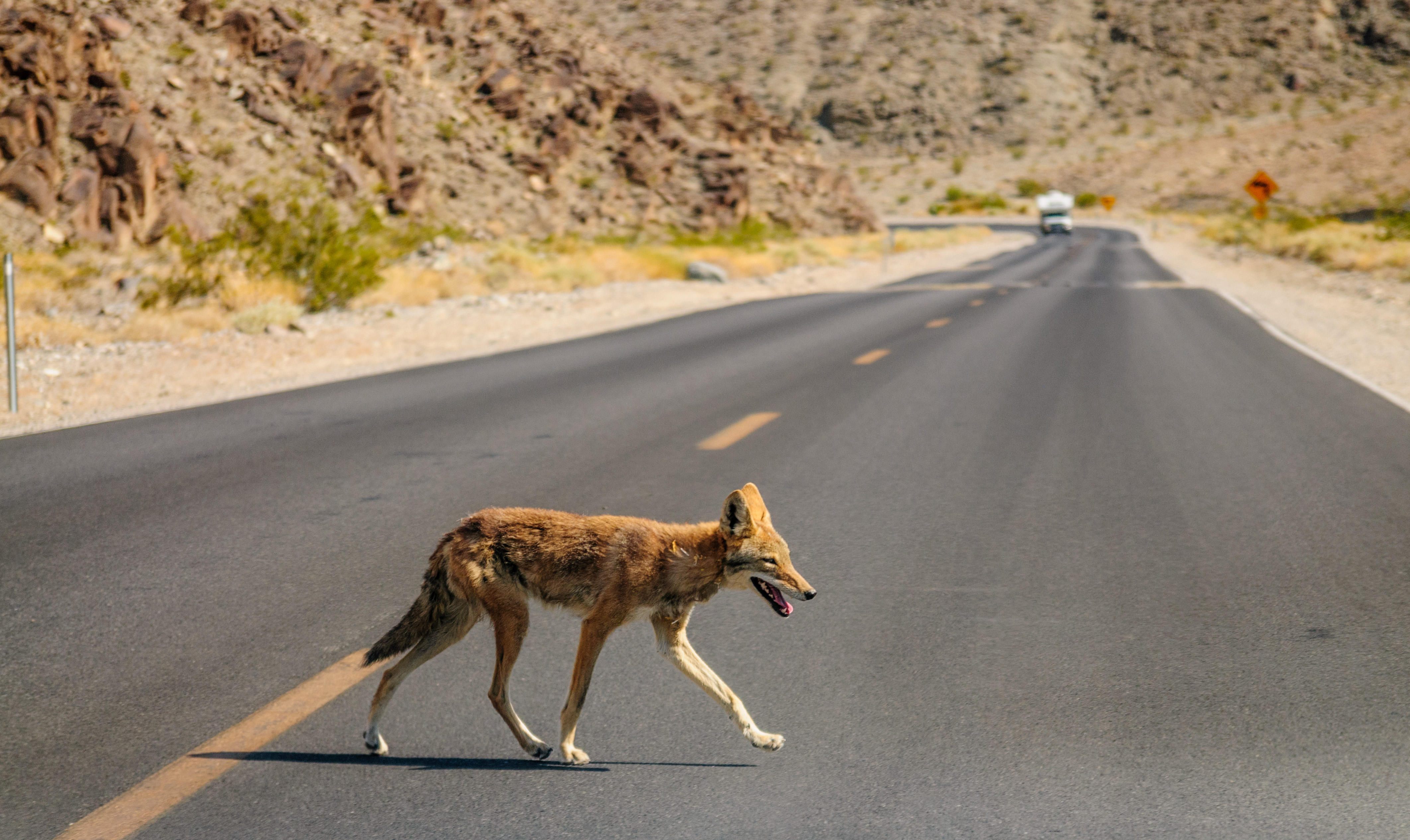 Wildlife Emergency Services blog: Support the Coyote Challenge