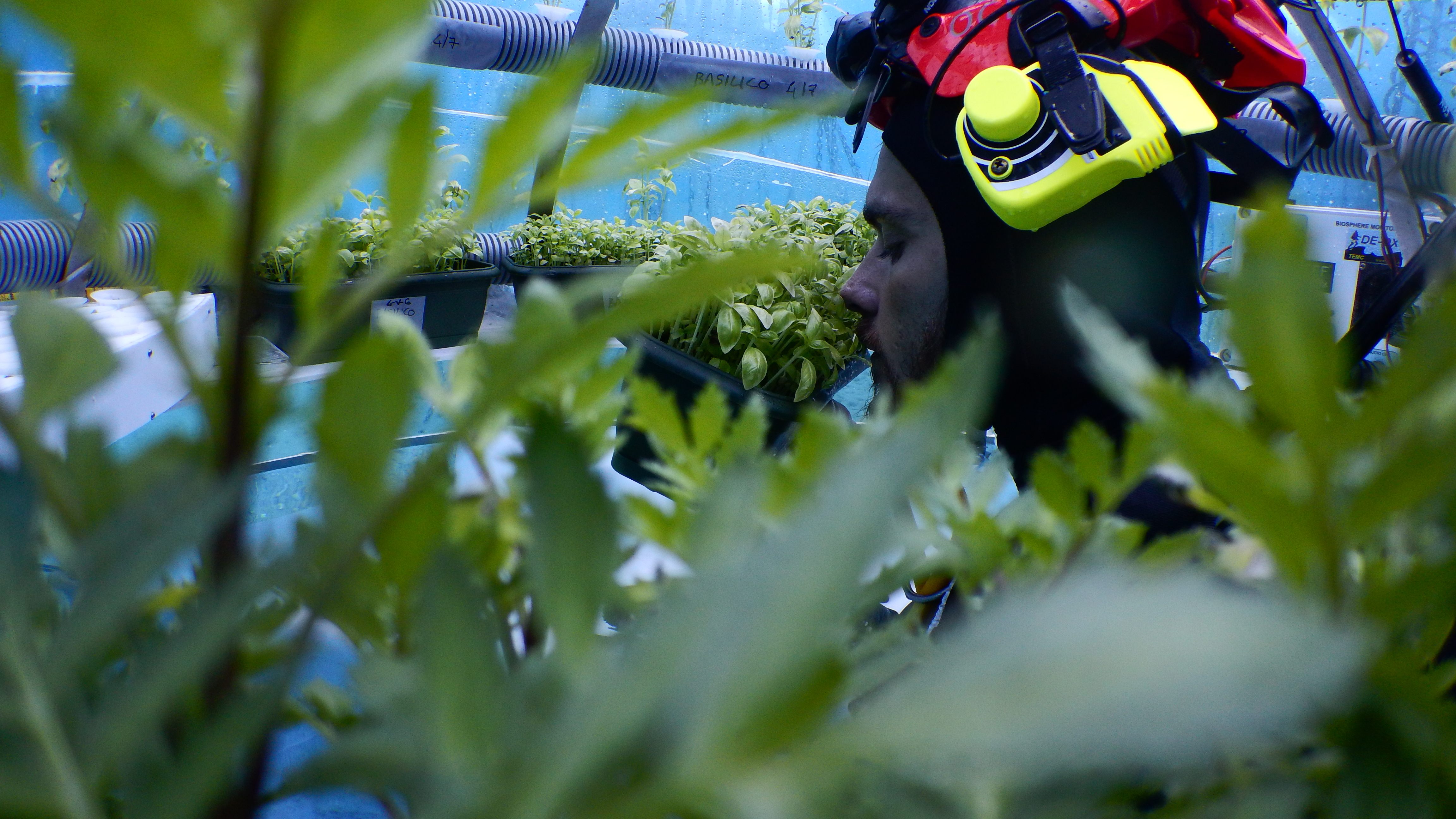 A diver from Nemo’s team checking the plants.