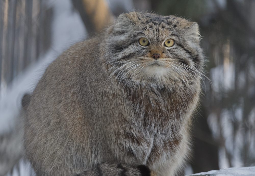 Pallas cat guide: where do they live, what do they eat and how big