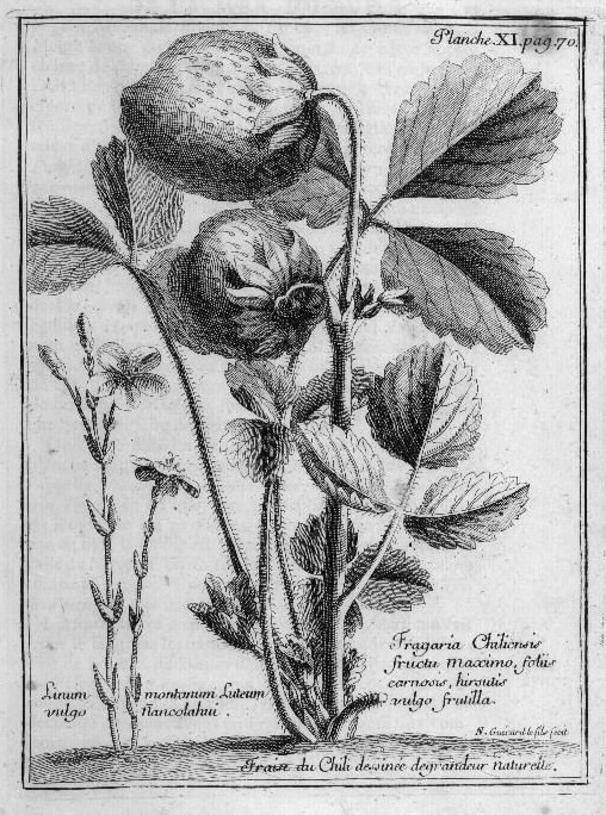 A print depicting a <em>Fragaria chiloensis</em> plant from Amédée François Frézier's 1717 record of his travels.