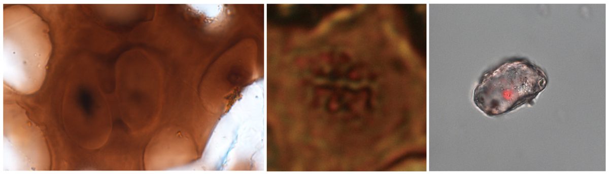 (Left to right): dinosaur cells undergoing division, a dinosaur chromosome, a stained dinosaur cartilage cell.