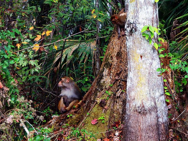 Feral rhesus macaque in Silver Springs State Park, Florida.