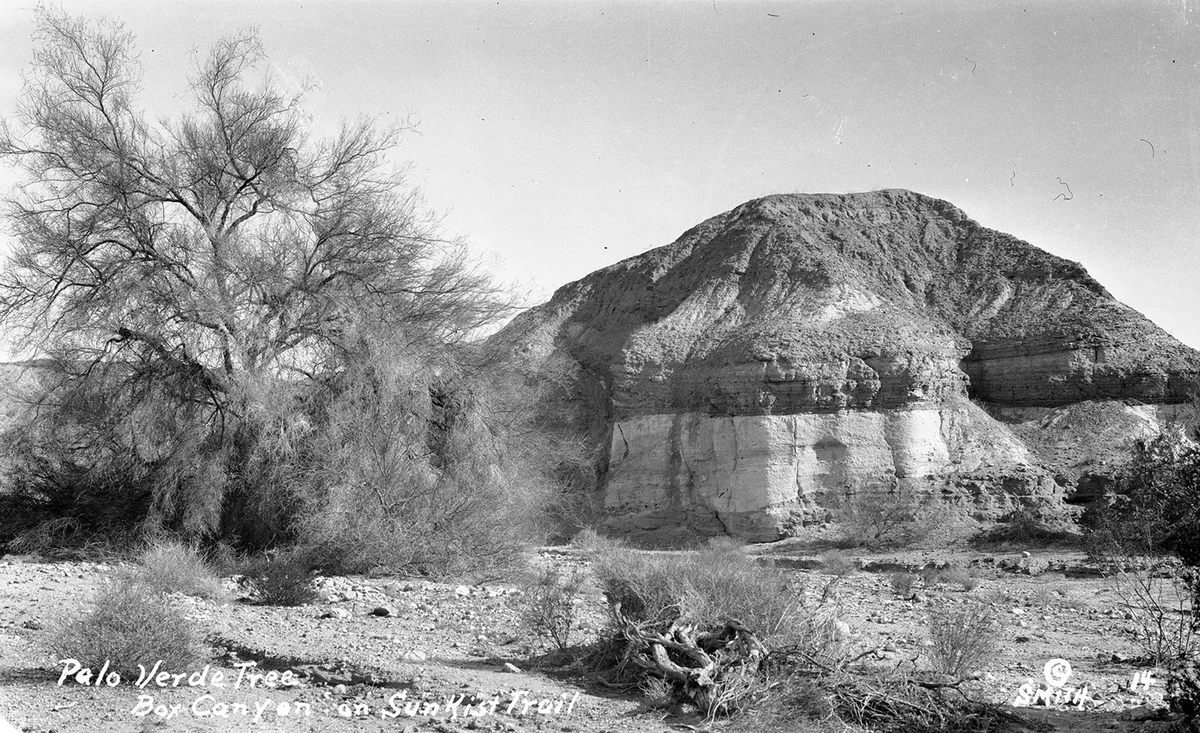 Palo Verde Tree at Box Canyon on the Sunkist Trail.