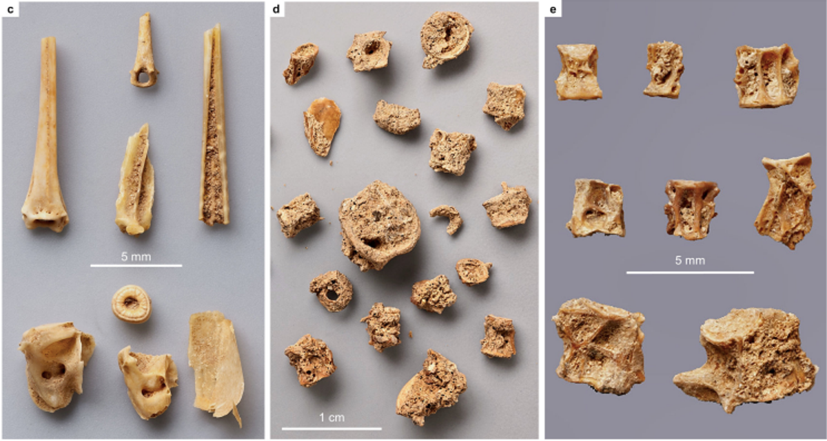 A number of these turned out to be fish bones and eel vertebrae.