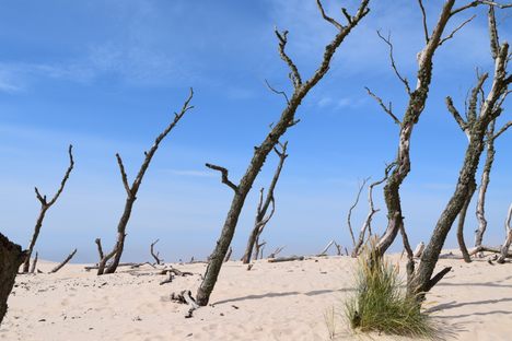 Fossilized tree tops poke out from the tops of the sand dunes.