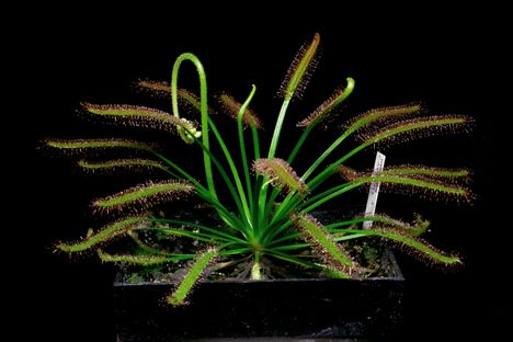 Cape Sundew