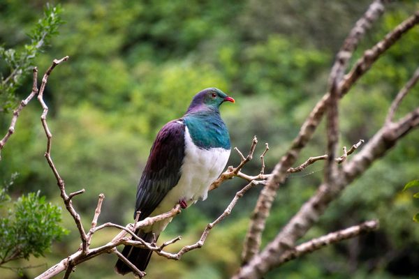 A bird at Zealandia