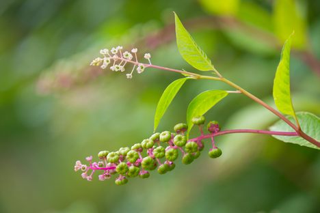 Although potentially poisonous in raw form, cooked pokeweed has long been a hearty green in Louisiana.