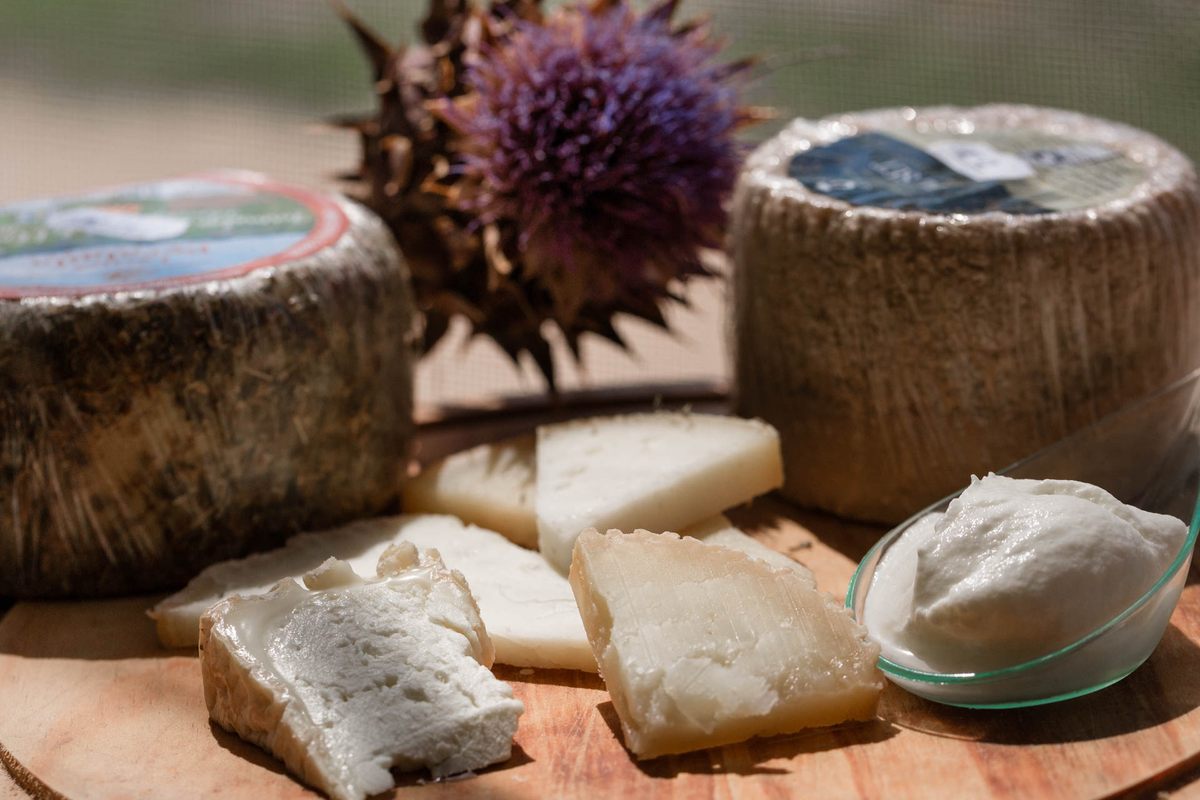 A selection of cheese and yogurt from Mas Marcè, all made with Ripollese sheep milk.