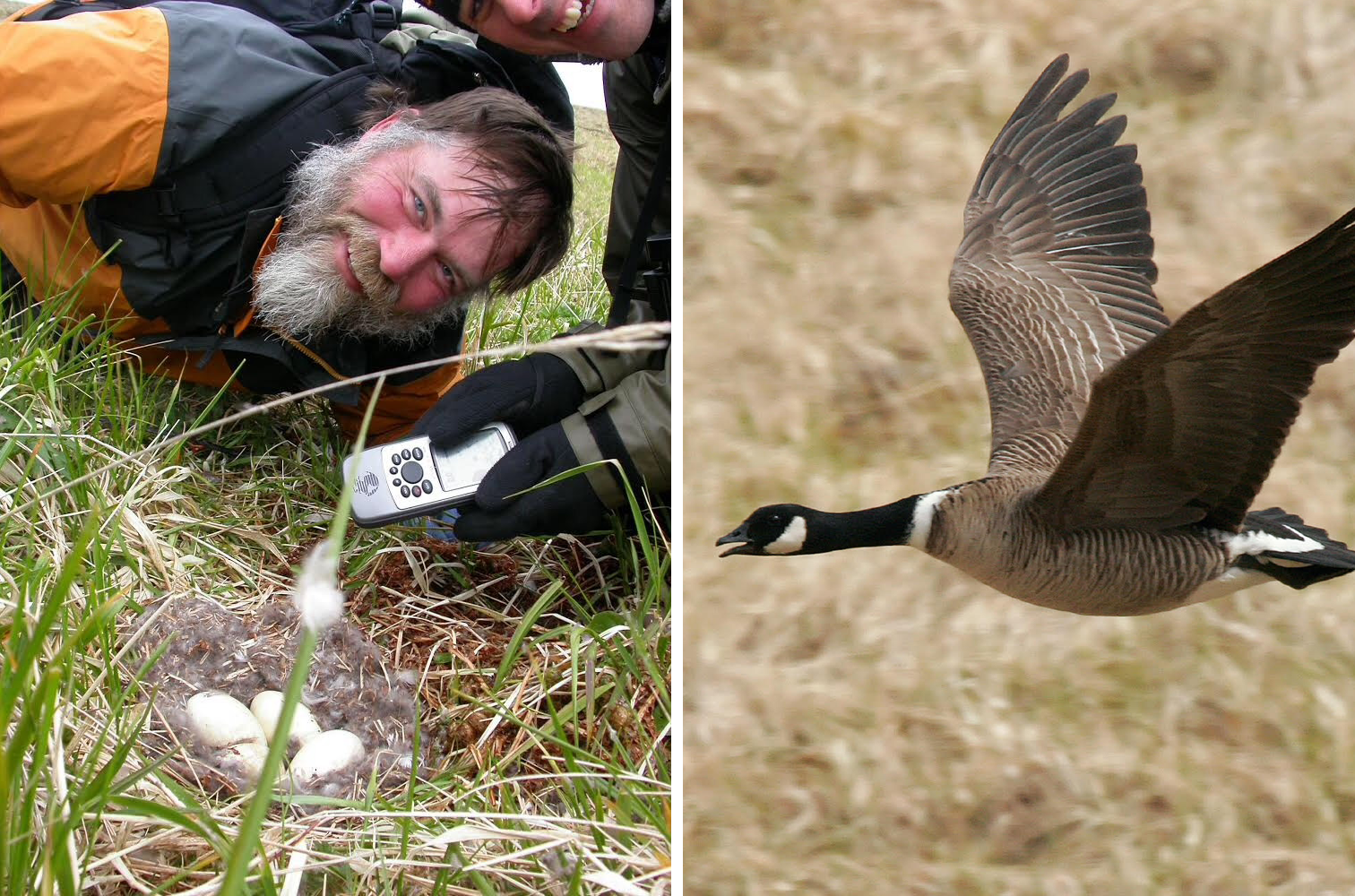 Steve Ebbert and Jeff Williams mark an Aleutian cackling goose nest on Nizki Island in 2004 (left). The cackling goose (right) was removed from the Endangered Species List in 2001.