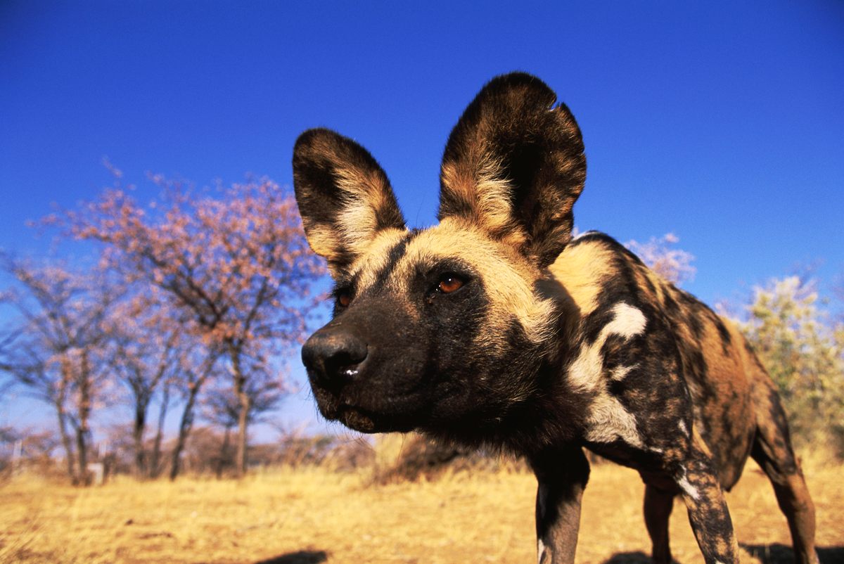 African Wild Dog Facts: Diet, Behavior, Habitat