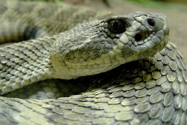 American International Rattlesnake Museum in Albuquerque